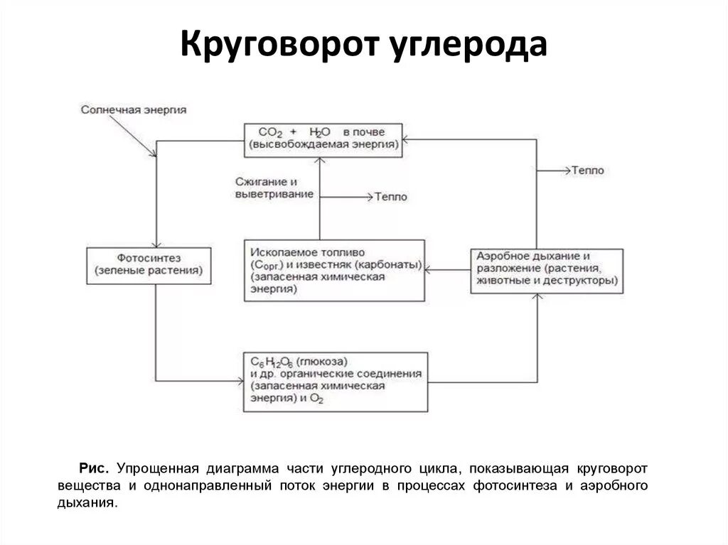 Круговорот углерода химия 9 класс. Цикл углерода в биосфере схема. Круговорот веществ углерода схема. Упрощенная схема круговорота углерода. Круговорот углерода в биосфере схема.