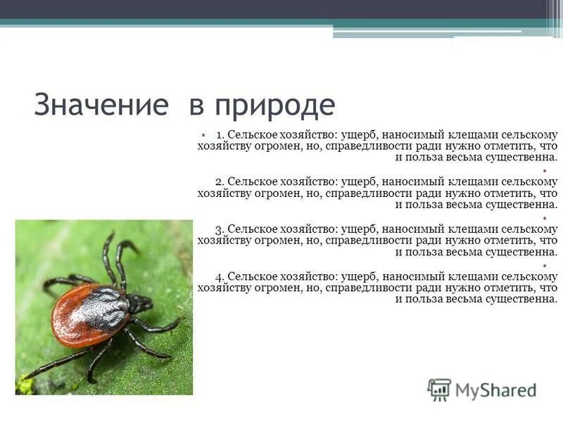 Клещи в природе. Значение клещей в природе. Какие виды клещей бывают. Зачем нужны клещи