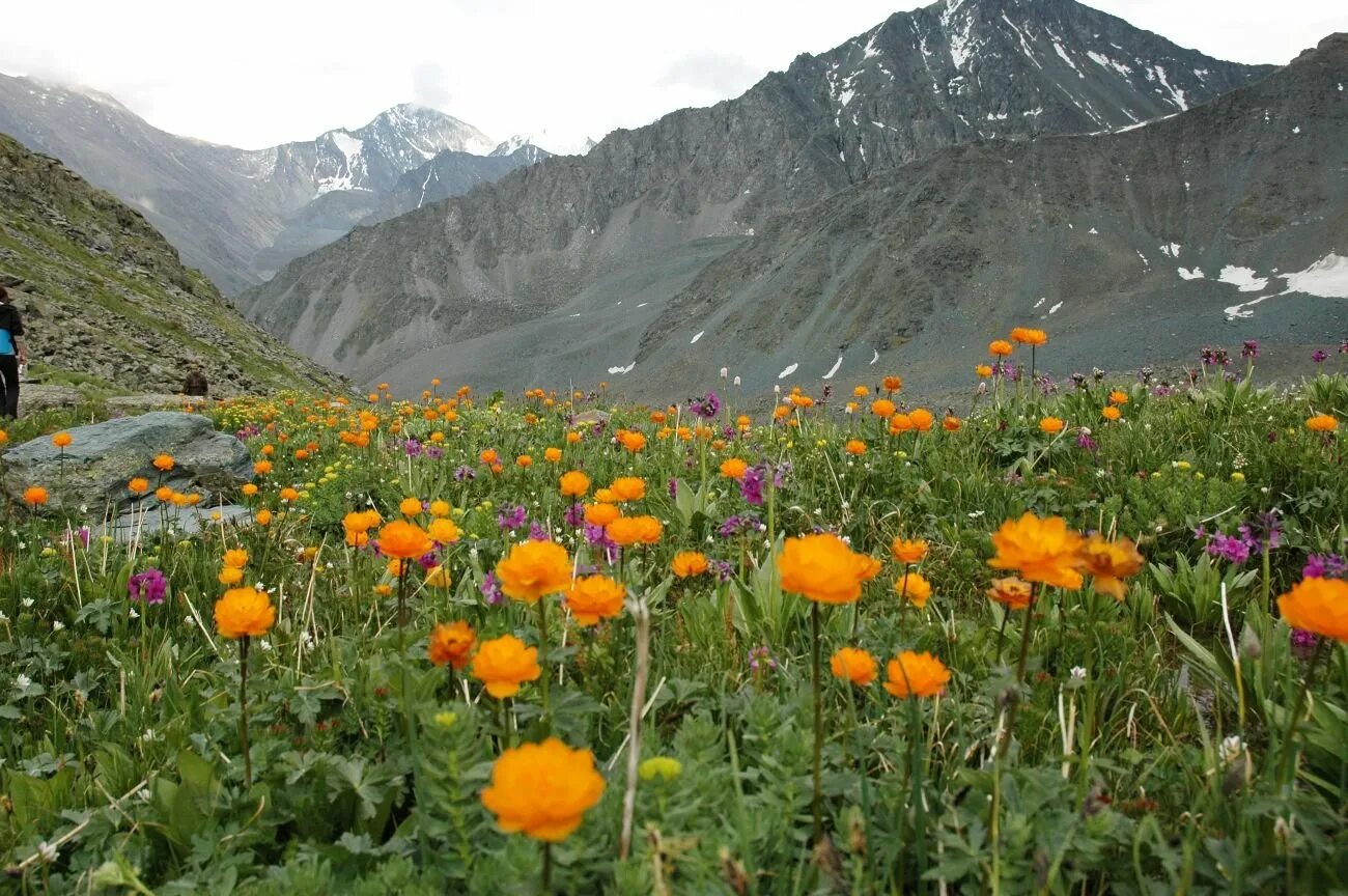 Цветочная Долина горный Алтай. Растительность гор Южной Сибири. Горы Южной Сибири растительный мир. Растительный покров гор