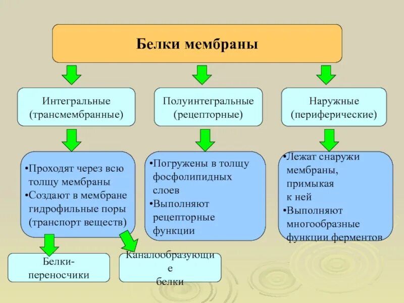 Интегральные белки какие. Полуинтегральные трансмембранные белки мембраны. Интегральные полуинтегральные и периферические белки. Белки поверхностные полуинтегральные Интегральные функции. Полуинтегральные белки функции.