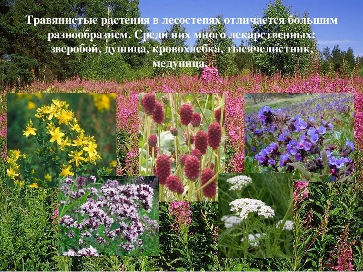 Красота родного края рассказ. Разнообразие природы родного края. Цветы и растения родного края. Разнообразие природы родного края растения. Растительный мир моего края.