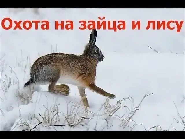 Перед утренней охотой лисица текст. Лисица охотится на зайца. Зимняя охота на лису и зайца. Лисья охота на зайца.