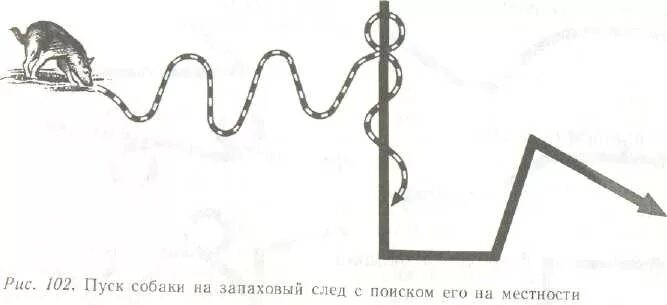 Розыскная собака идет по следу чью траекторию. Собака по запаховому следу. работа собаки по запаховому следу. предметы для обучения собаки по следу. поиск по запаховому следу человека.