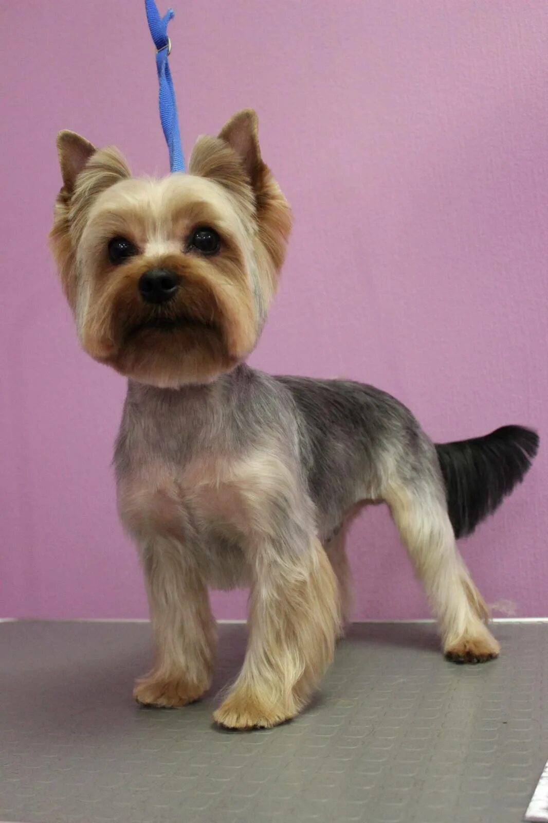 грумминг йоркширского терьера. щенячья стрижка йорка. йоркширский терьер стандарт стрижки. стрижки йоркширского терьера мальчика. фото подстриженных йорков.