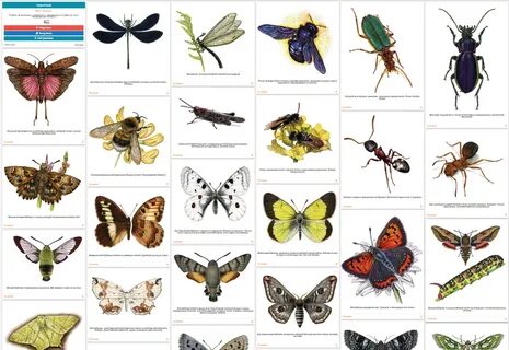 Насекомых в том числе ImmunoCap.ru