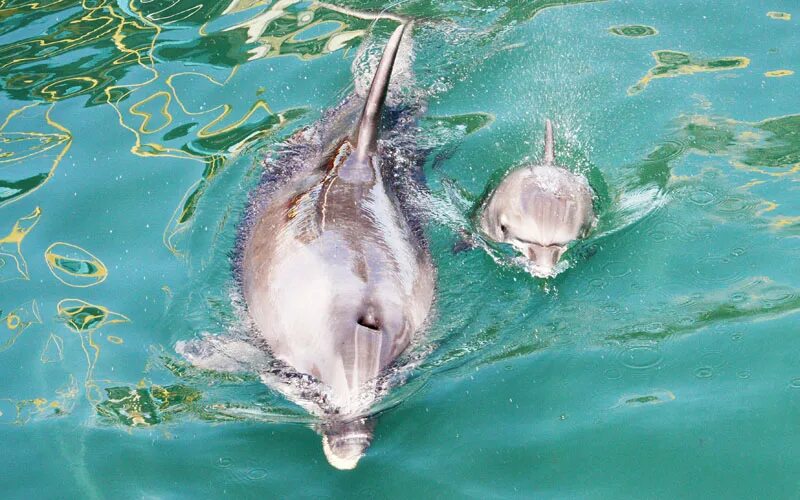 Волосяной Покров у дельфинов. Дельфин с детенышем. Афалина с детенышем. Самка дельфина.