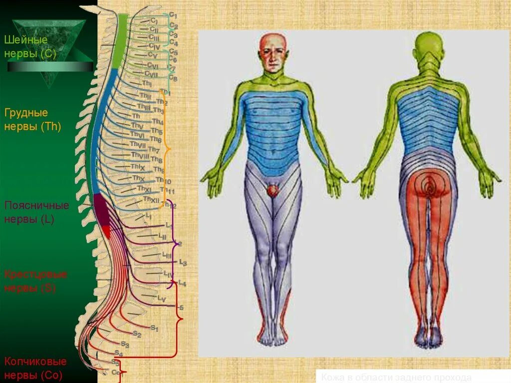Зона поясницы. Дерматомы спинномозговых Корешков. Дерматомы l3-l4. Иннервация нервных Корешков. Иннервация спинномозговых Корешков.