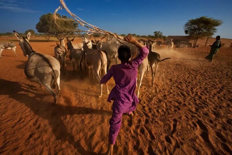 Жизнь и быт людей пустыни. Занятия людей в пустынях. Скотоводство в пустыне. Быт человека в пустыне. Жизнь и быт людей пустыни.
