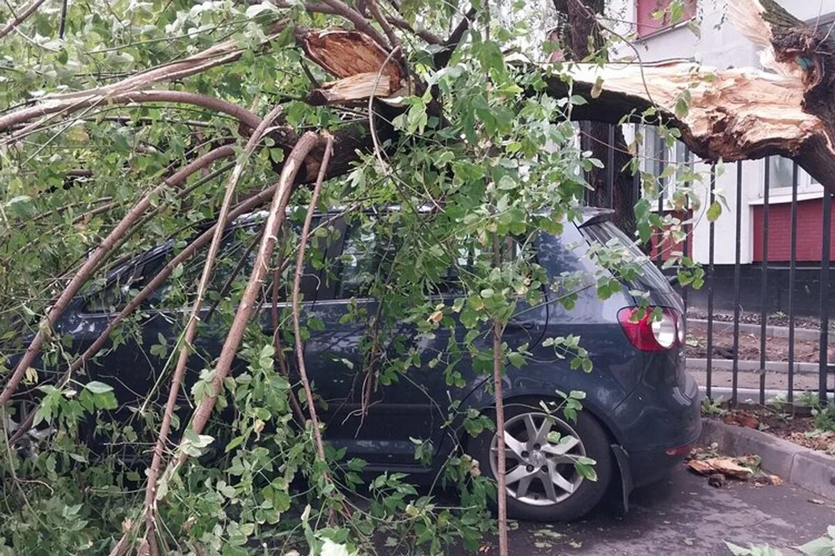 Кому звонить если упало дерево. Машина во дворе. деревья москвы. дерево упало на авто. улица с деревьями.