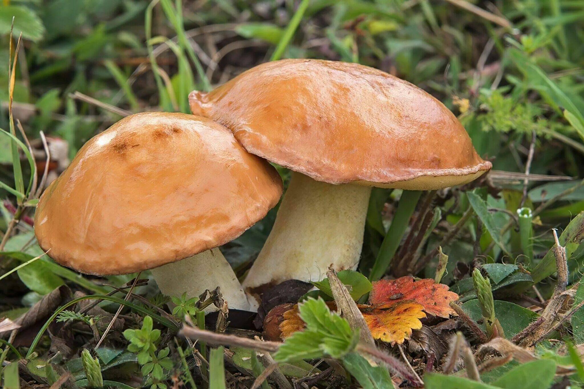 Масленок. Гриб Suillus luteus. Съедобные грибы маслята. Маслёнок обыкновенный. Грибы маслята картинки.