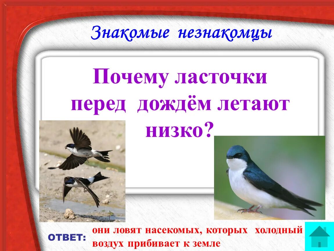 Почему ласточки летают низко перед дождем. Ласточки низко летают к дождю. Народные приметы ласточки низко летают. Примета ласточки низко летают к дождю.