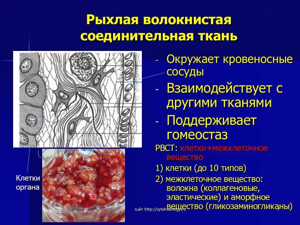 Рыхлая соединительная ткань гистология функции. Диффероны рыхлой волокнистой соединительной ткани. Строение рыхлой волокнистой соединительной ткани. Рыхлая волокнистая соединительная ткань функции.