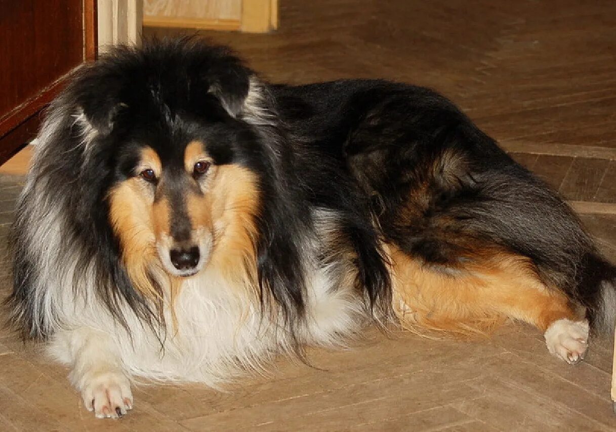 щенки из приюта. приют для собак в омске щенки бесплатно. щенки г омск. добрые руки омск приют. чистокровный далматинец.