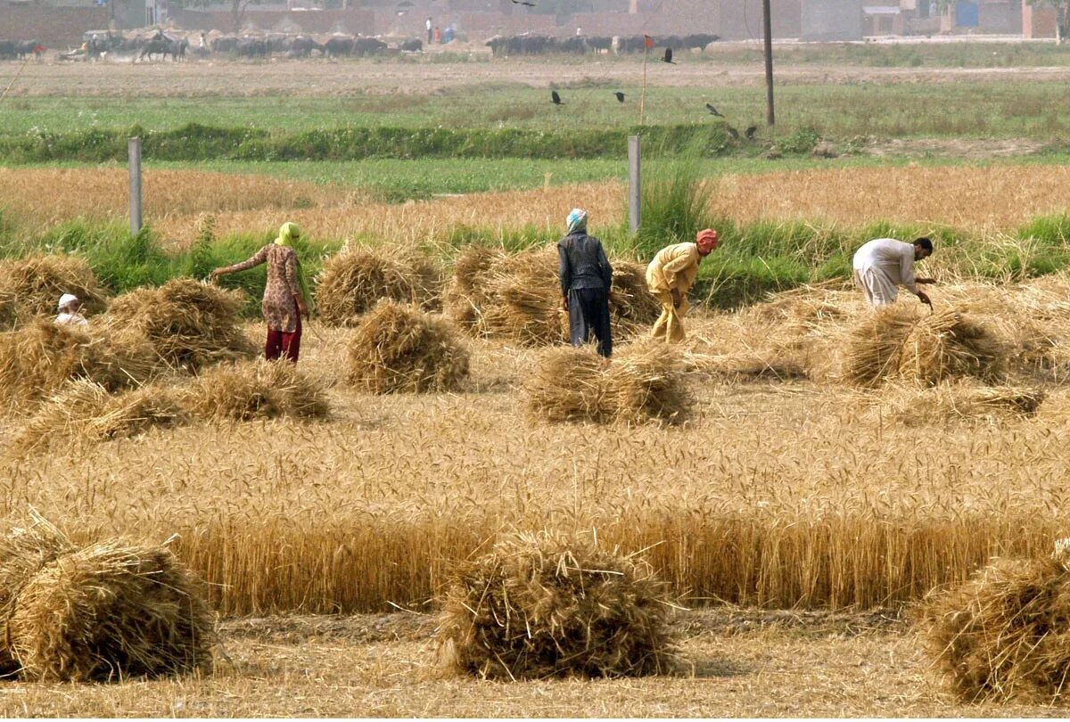 Экстенсивное животноводство. Сельское хозяйство Ирана. Сельское хозяйство Пакистана. Карун Иран сельское хозяйство. Традиционное сельское хозяйство.