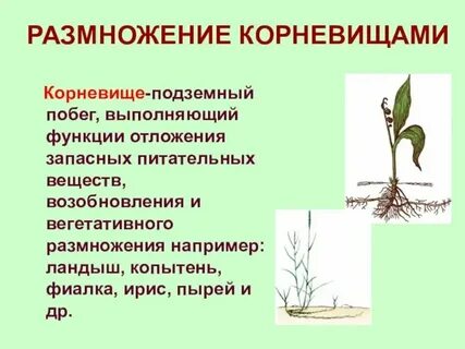 Примеры растений имеющих корневище