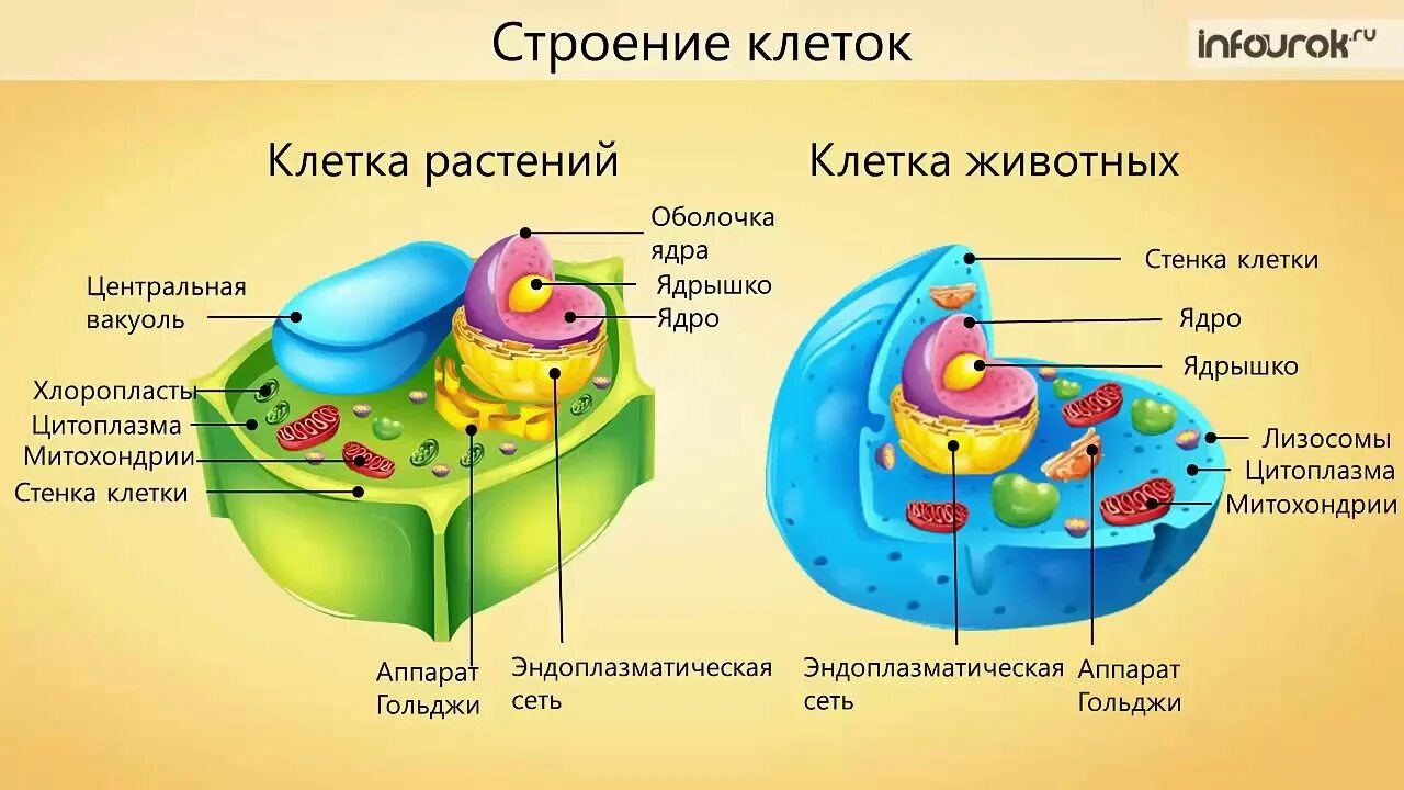 Хлоропласты ядро митохондрии лизосомы. Клетка биология строение клеточная стенка. Мембрана, стенка, цитоплазма, ядро. Строение растительной клетки мембрана клеточная стенка. У животной клетки есть оболочка.