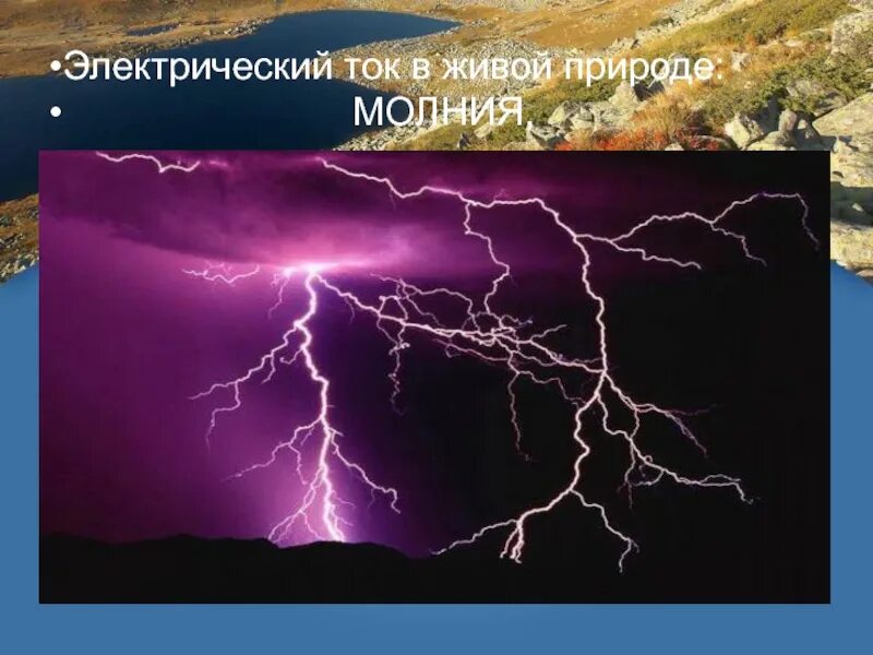 Какова природа электрического тока. Природа электрического тока. электрический ток в живой природе. электрический ток в природе сообщение.