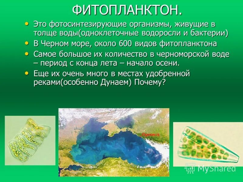 Характеристика фитопланктона