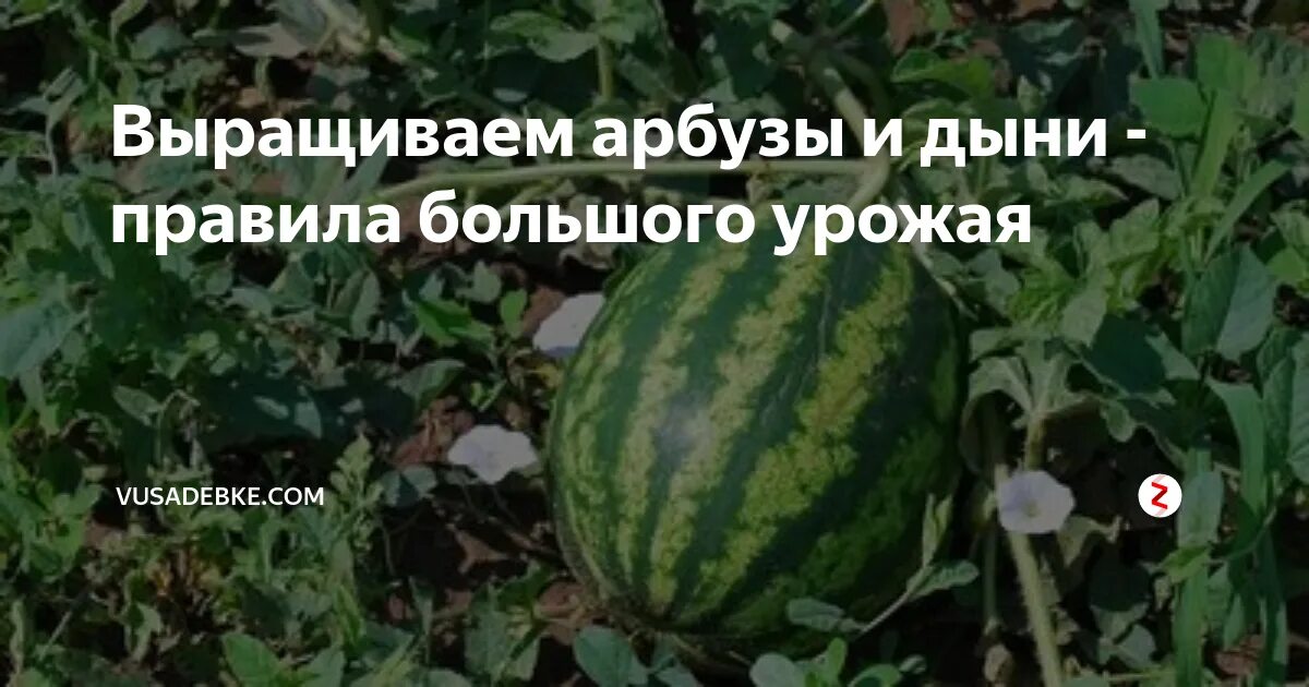 Арбузы в теплице из поликарбоната. Арбузы под укрывным материалом. Арбуз на грядке. Сетка для арбуза в теплице. Арбузы и дыни в теплице.