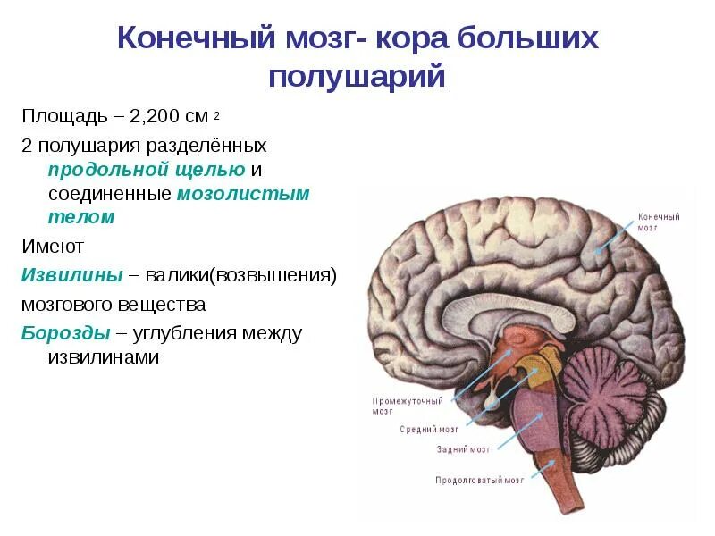 Центры рефлексов больших полушарий