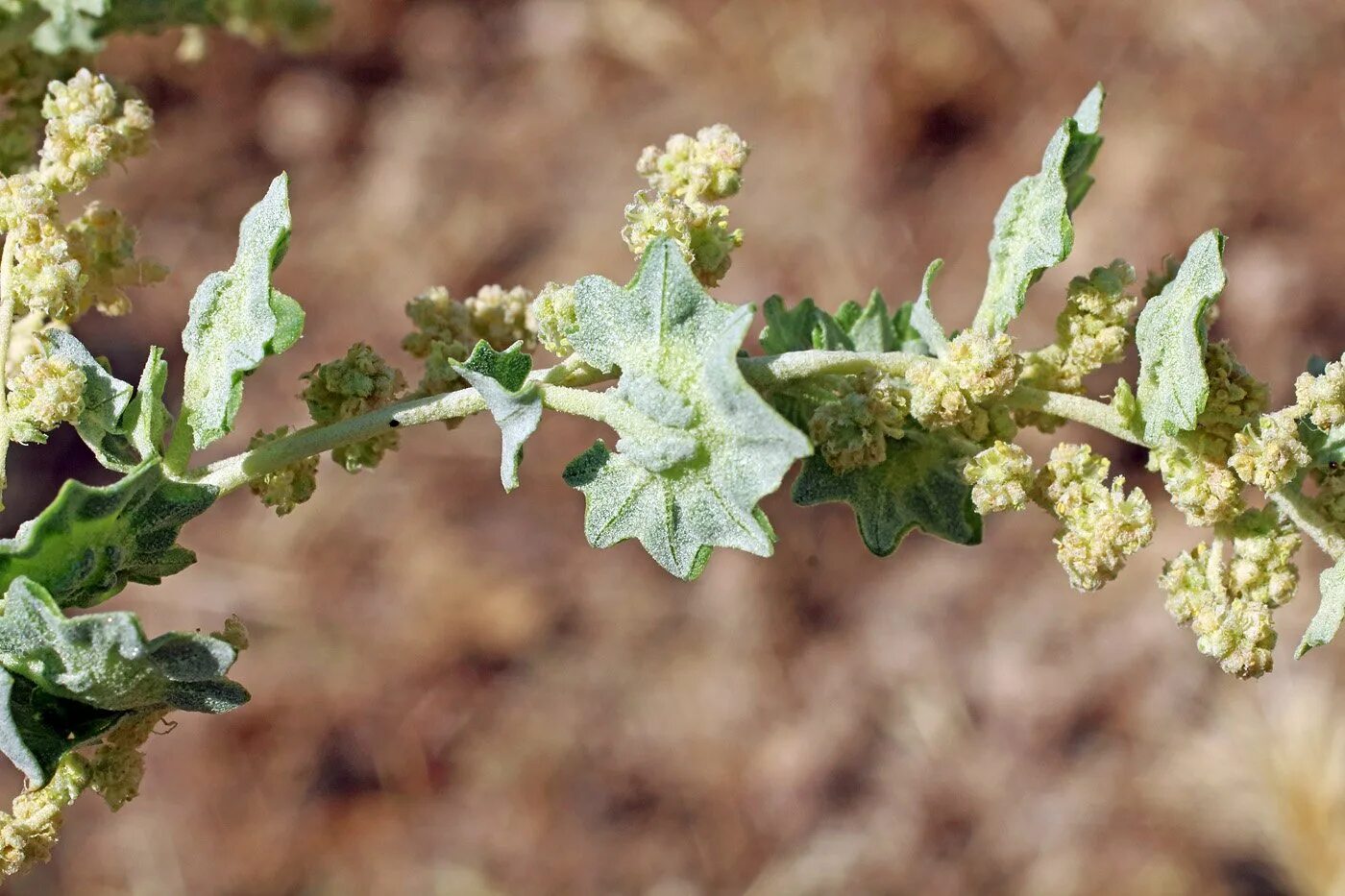 Лебеда (Atriplex). Лебеда копьевидная. Лебеда мелкоцветковая. Лебеда копьелистная.