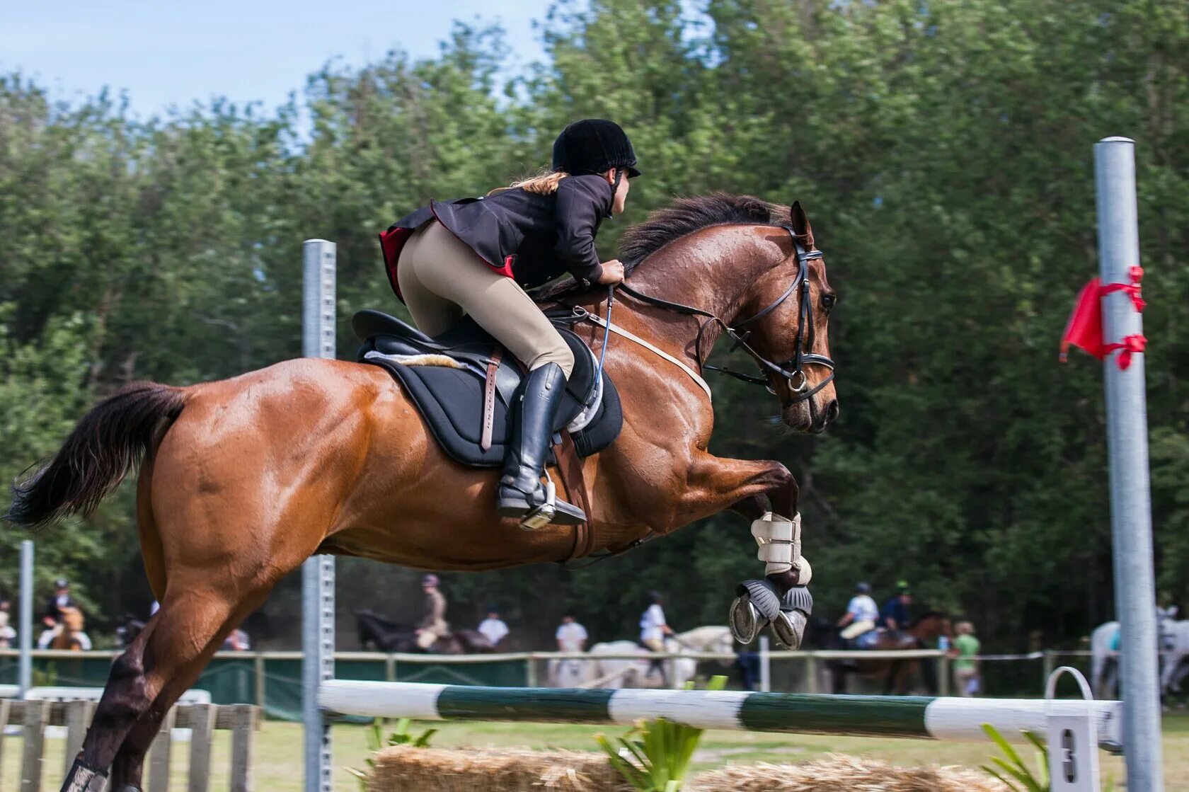 Тотилас жеребёнок. Седло equestrian stockholm. Эквестриан конный спорт. Equestrian stockholm комплект. Эквестриан конный спорт.