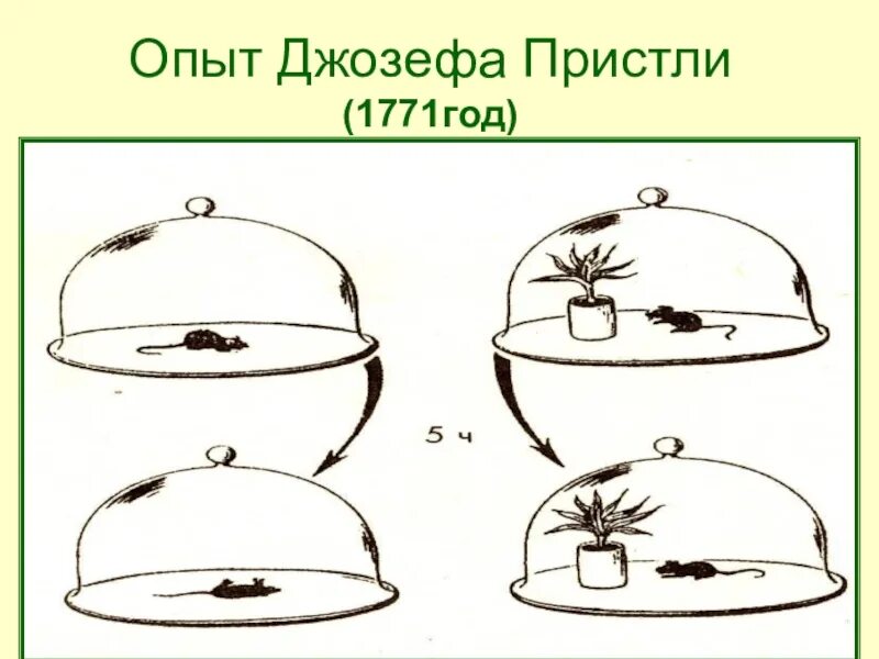 Опыт изображенный на рисунке служит доказательством фотосинтез. Опыт Джозефа Пристли опыт. Опыт Джозефа Пристли с мышонком. Опыт Джозефа Пристли с лучинкой.