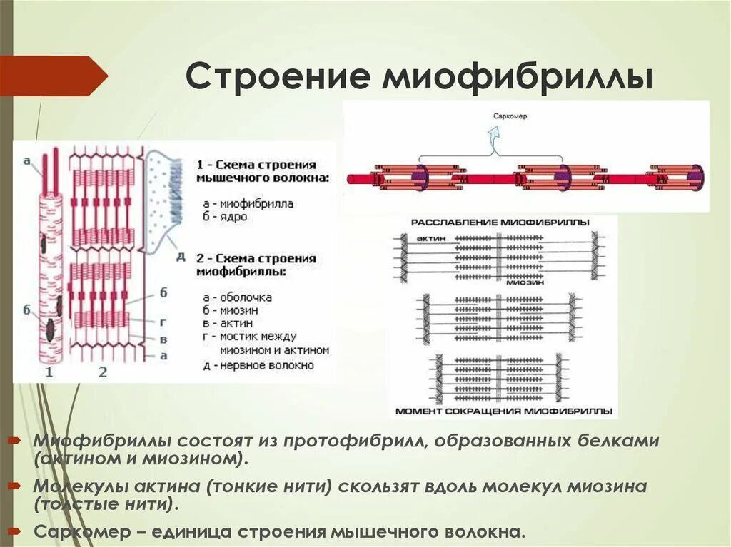 Каким номером на рисунке обозначена миофибрилла. Схема структуры миофибриллы. Структура миофибриллы саркомер. Миофибриллы мышечных волокон функции. Структура мышечного волокна и миофибриллы.