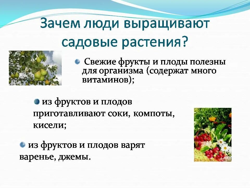 Проекта 8 класс тема цветы Какие цветы растут на клумбе