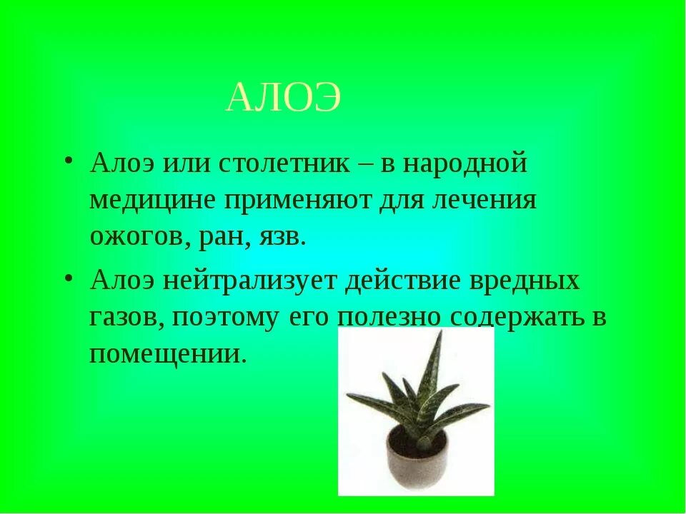 Алоэ Родина растения 2. Алоэ описание растения 2 класс. Алоэ рассказ