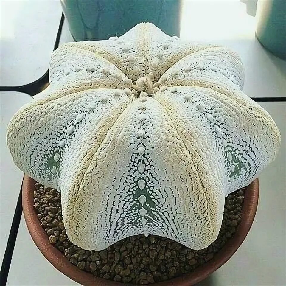 Astrophytum asterias. Astrophytum asterias