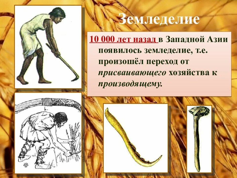 Земледелие информация. Возникновение земледелия и скотоводства. возникновение земледелия скотоводства и ремесла. презентация на тему земледелие. презентация возникновение земледелия.