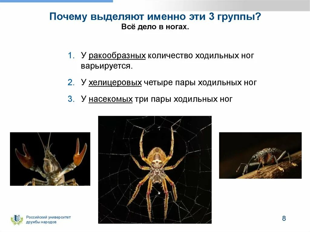 Ракообразные паукообразные насекомые конечности. Хелицеровые Членистоногие. Отряды хелицеровых. Хелицеровые систематика. Ходильные ноги хелицеровых.