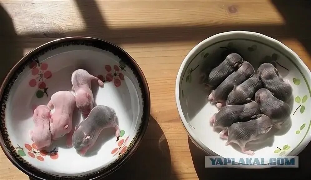 Раз хомяк два хомяк