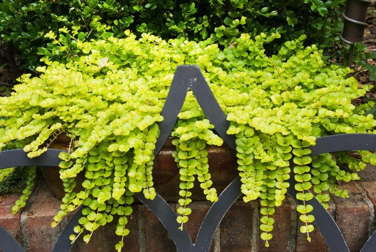 Creeping Jenny Lysimachia Aura Trailing Plant shade perennials backyard garden S