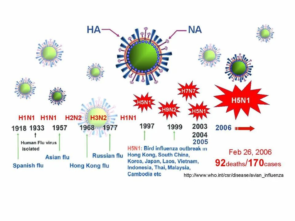 Семейство гриппа. Грипп h5n1. Вирус h5n1. Птичий грипп h1n1. Вирус гриппа h1n2.