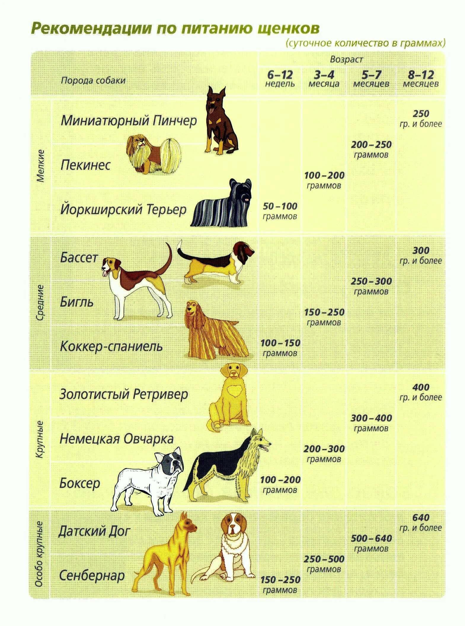 Сколько грамм еды щенку. Таблица рациона питания для собак. Рацион питания щенка 4 месяца средней породы. Режим питания для собак средних пород. Кормление щенка по месяцам таблица.