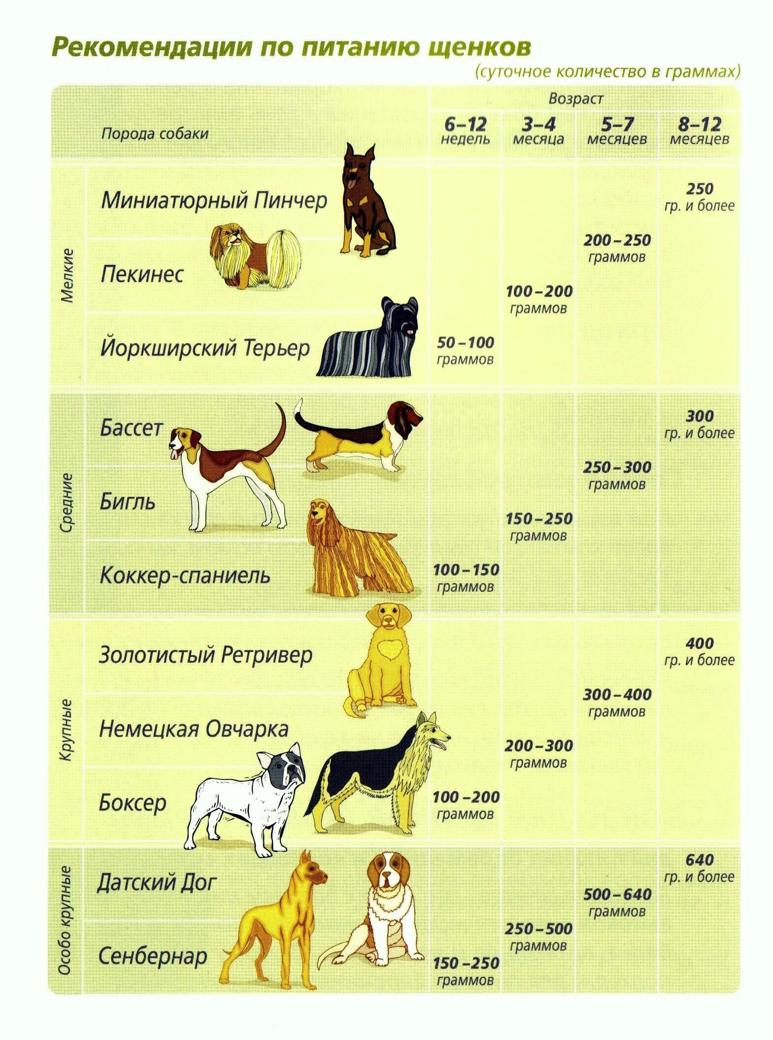 Через сколько кормить собаку. Таблица рациона питания для собак. Рацион питания щенка 4 месяца средней породы. Режим питания для собак средних пород. Кормление щенка по месяцам таблица.