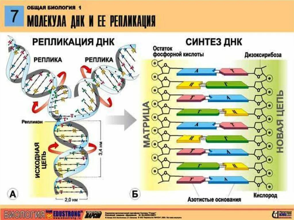 Репликации дезоксирибонуклеиновой кислоты. ДНК. Строение ДНК генетика. Общая биология ДНК.