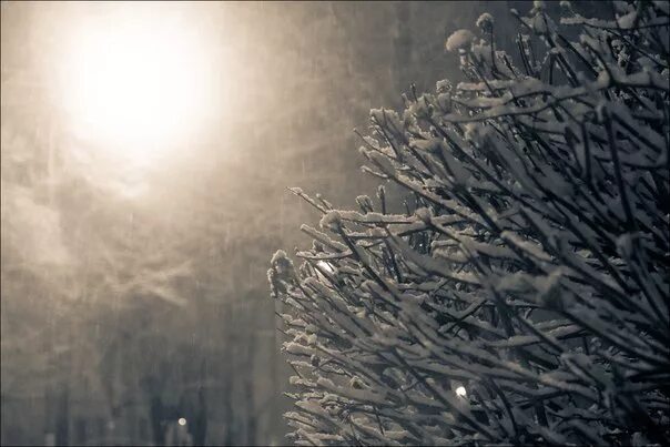 незадёрнутые гардины зимнее фотография. никого не будет в доме кроме сумерек один зимний день в сквозном. один зимний день в сквозном проеме. никого не будет в доме кроме сумерек. незадернутых гардин.