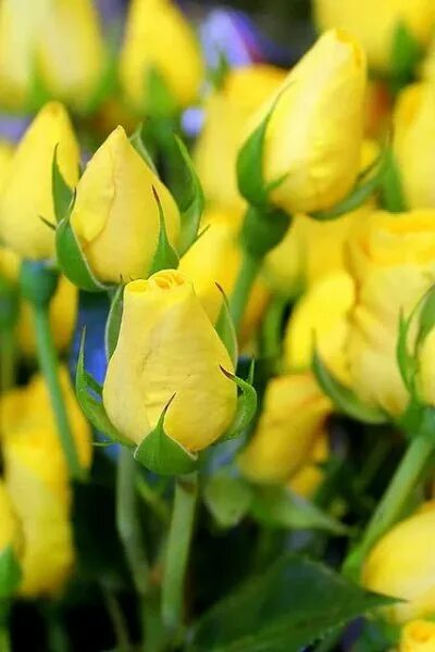 Танец белые розы желтые тюльпаны. Тюльпаны открытка. Белые и желтые тюльпаны букет. Танец белые розы желтые тюльпаны. Танец белые розы желтые тюльпаны.