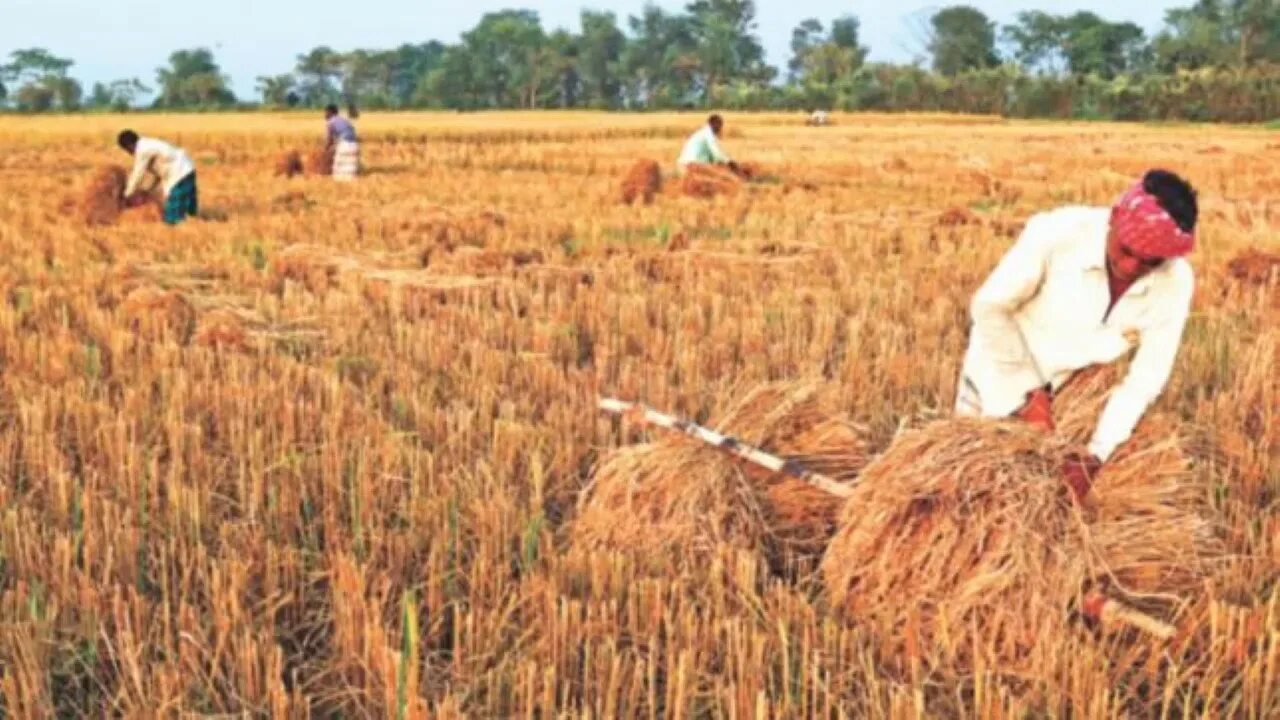 Farmers usually Harvest Wheat. Причины плохого урожая картинка. Hindu Harvest фото и описание. Harvest threshing order. In northern india they harvest their wheat