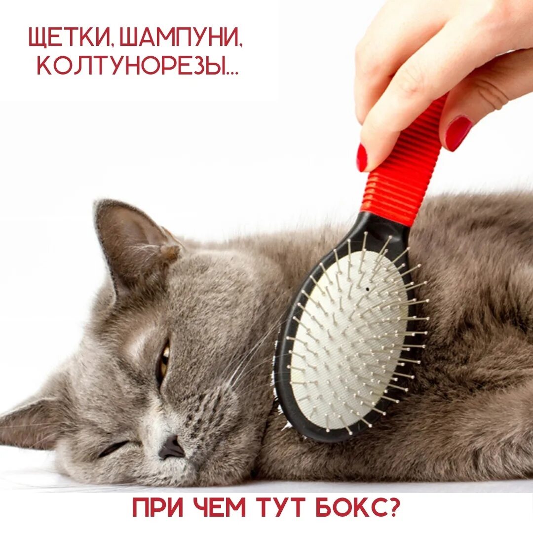 Предметы для ухода за кошкой. Вычесывание кота. Грумминг для кошек. Расчёска для британских котов. Щетка для короткошерстных кошек.