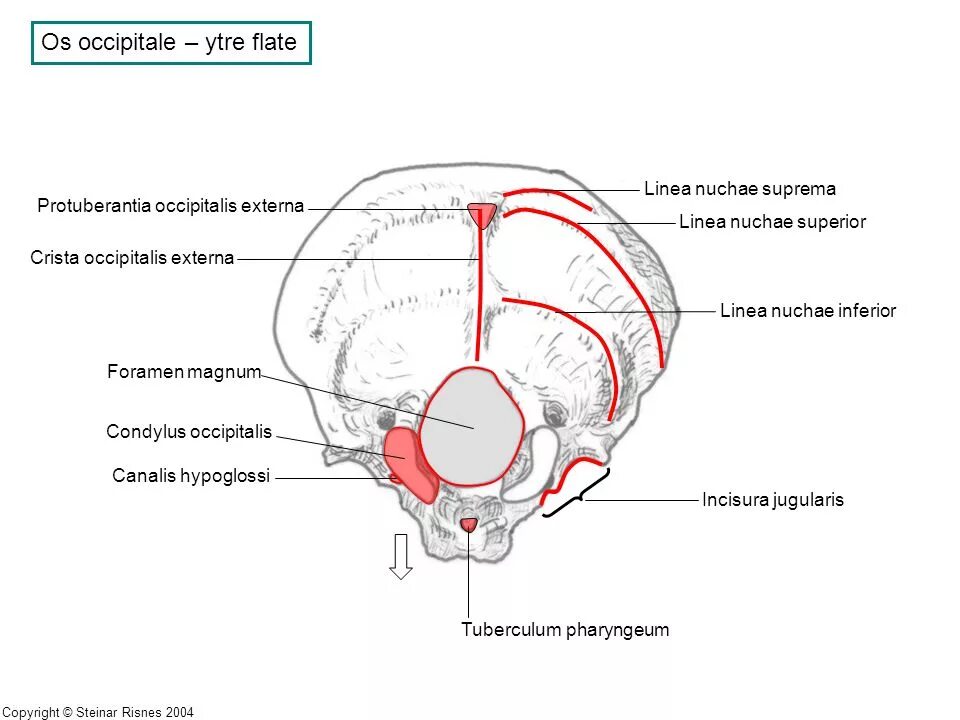 Ligamentum nuchae анатомия. Fovea capitis femoris перевод. Linea temporalis superior. Os coxae анатомия на латыни. Linea temporalis.