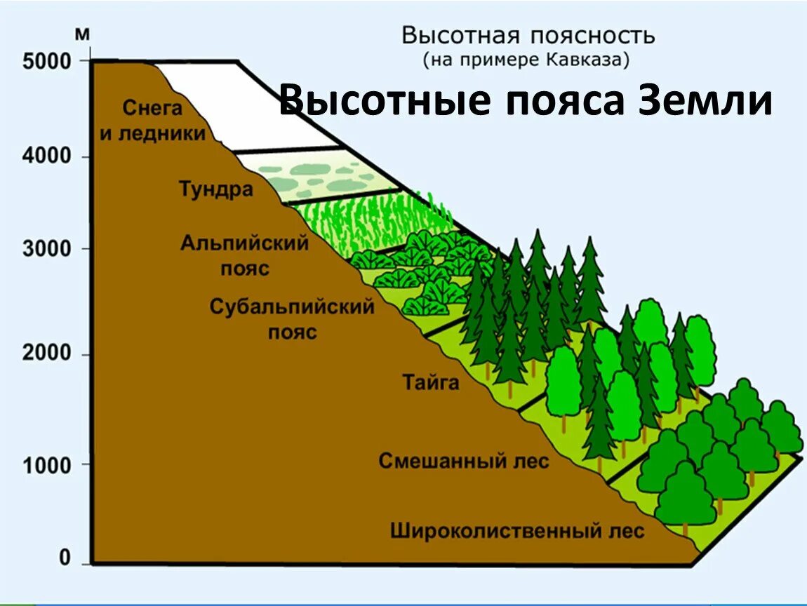 Природная зона имеет более разнообразный состав. Субтропики Высотная поясность. Зоны ВЫСОТНОЙ поясности РФ. Высотная поясность гор Кавказа рисунок. Зоны ВЫСОТНОЙ поясности в России.