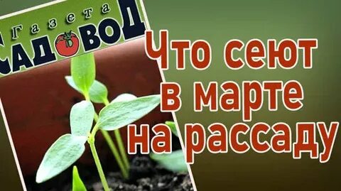 Какие цветы нужно сеять в марте