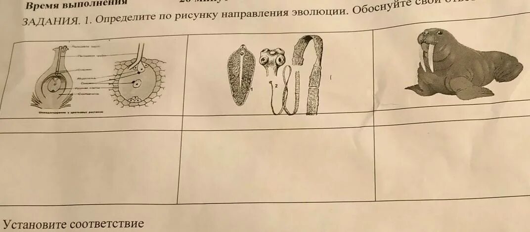 Определите по рисунку направления эволюции