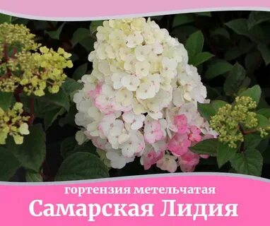 Самарская лилия фото и описание