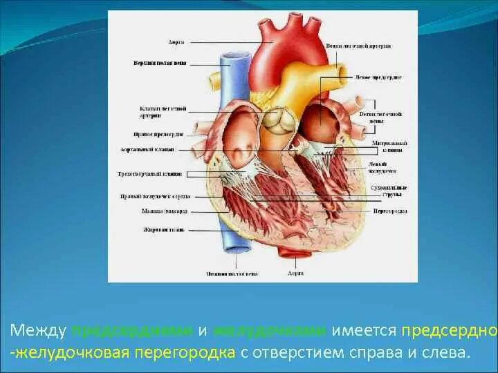 Между правыми предсердием и желудочком находится клапан. Предсердно желудочковые отверстия сердца. Предсердная перегородка сердца анатомия. Предсердно-желудочковая перегородка. Председножелудочковя перегородка.