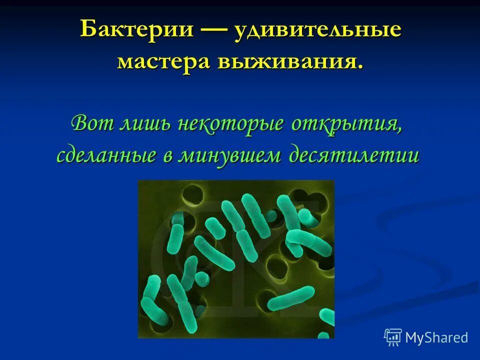 микробы. выживание бактерий. способ выживания бактерий. бактериофаг и бактерия. бактерии выживают.
